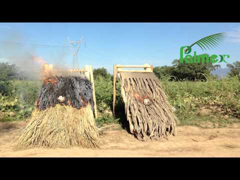 Fire Test Palmex Fire-Retardant Class C Leaves versus Natural Thatch
